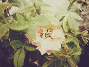 Close-up of flowers