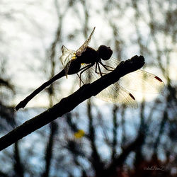 Low angle view of insect on branch against sky