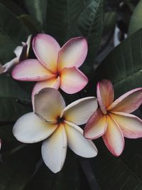 Close-up of frangipani on plant