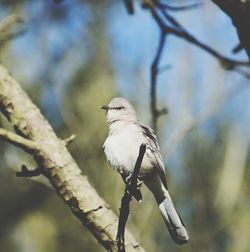 Close-up of bird perching on branch