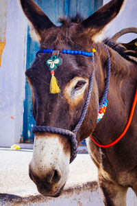 Portrait of donkey wearing decoration