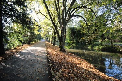 Empty road amidst trees by lake at forest