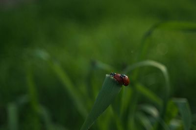 Close-up of ladybug on leaf