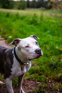 Dog standing on field