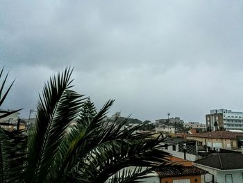 Palm trees against sky