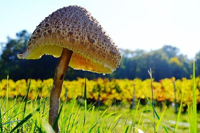 Close-up of yellow mushroom growing on field