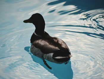 Swan swimming in lake