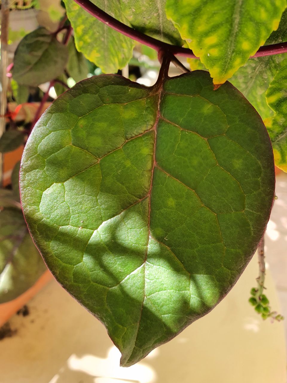 HIGH ANGLE VIEW OF GREEN LEAVES