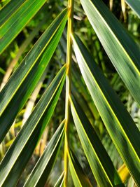 Close-up of wet plant