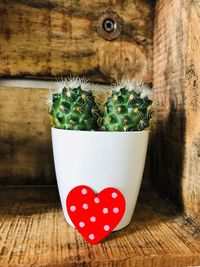 Close-up of succulent plant on table