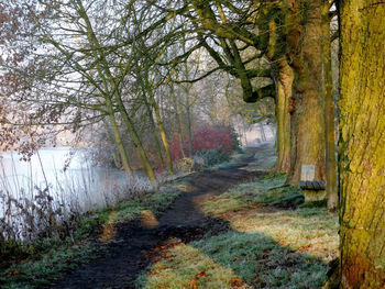 Footpath amidst trees in forest during autumn