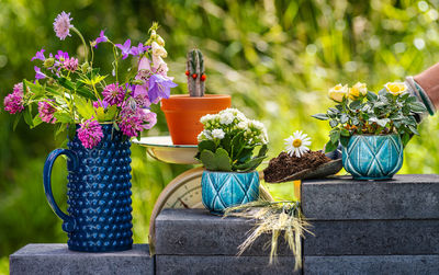 Close-up of potted plants in yard