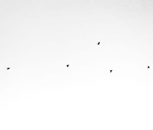 Low angle view of birds flying in sky