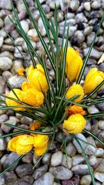 Close-up of yellow flowers