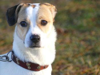 Close-up portrait of dog on field