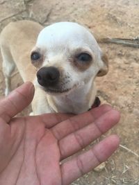 Close-up of hand holding small dog