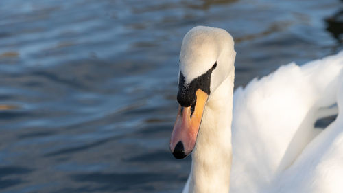 Close-up of swan swimming in lake