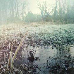 Bare trees in forest