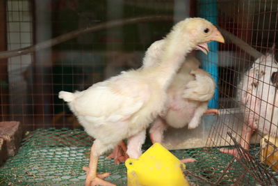 Close-up of bird in cage