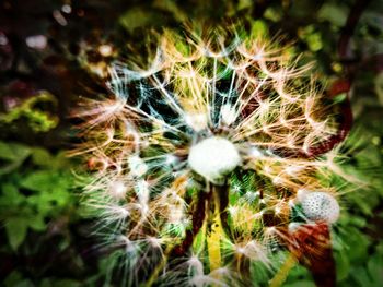 Close-up of dandelion