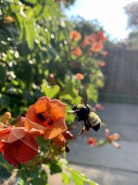 Close-up of bee pollinating on flower