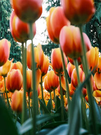 Close-up of yellow flowering plants