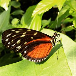 Close-up of butterfly on leaf