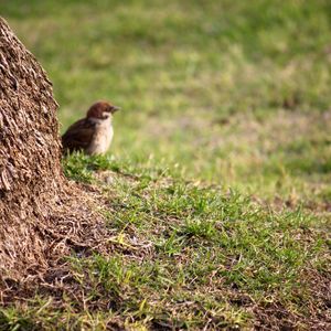 Bird perching on field