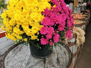 Close-up of yellow flowers