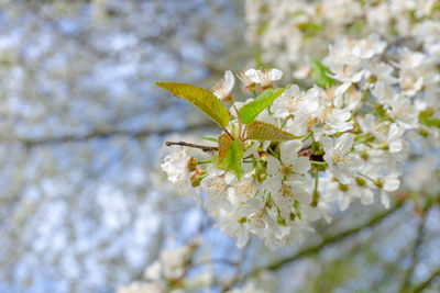 Close-up of white cherry blossom plant