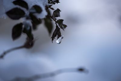 Close-up of snow on twig