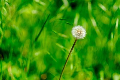 Close-up of dandelion flower on field