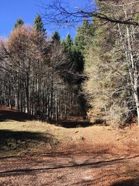 Trees in forest