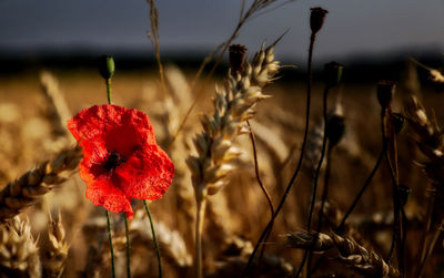 Close-up of red poppy flower on field