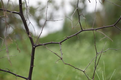Low angle view of bare tree branch