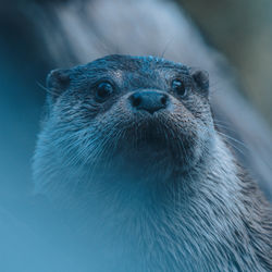 Close-up of an otter