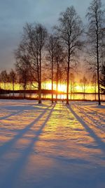 Bare trees on field against sky during sunset