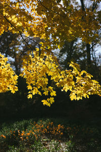 Close-up of yellow flowers on tree