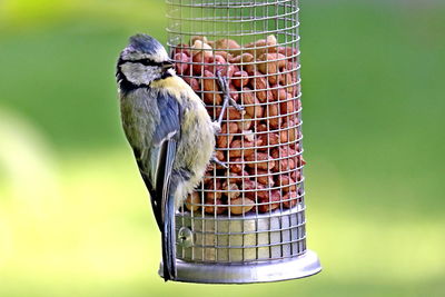 Close-up of bird perching on metal feeder