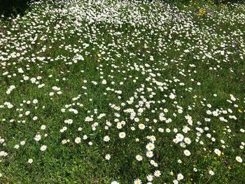 High angle view of white flowering plants on field