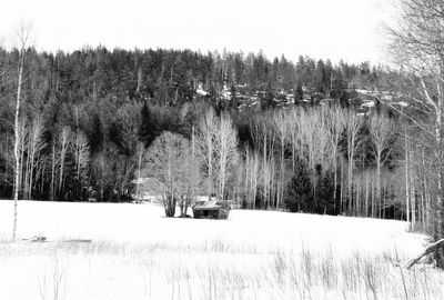 Trees on landscape