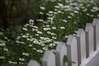 Close-up of white daisies and a white picket fence