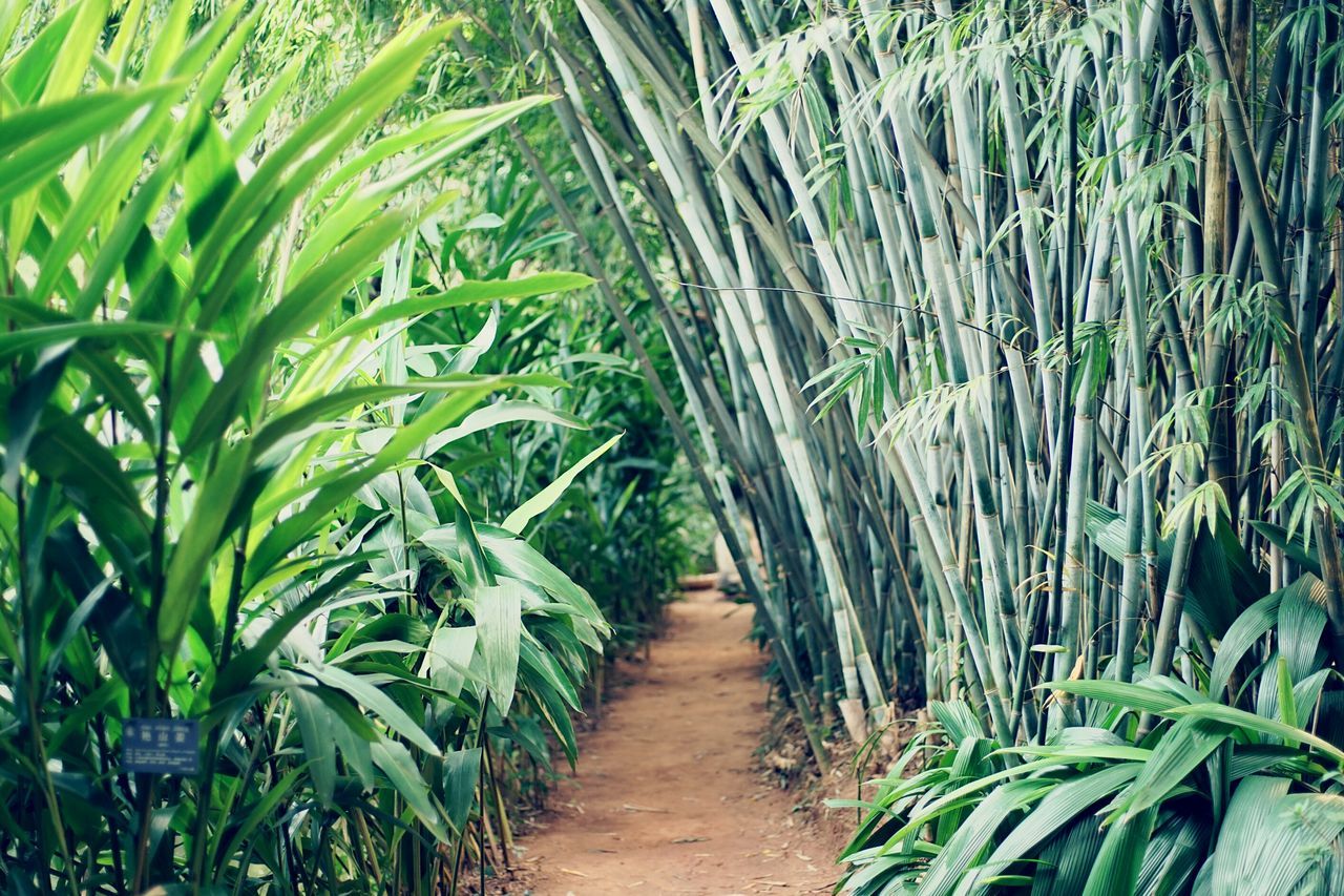 growth, green color, nature, the way forward, plant, agriculture, tranquility, outdoors, no people, day, cereal plant, beauty in nature, landscape, bamboo grove