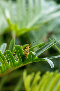 Close-up of butterfly on leaf