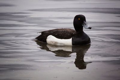 Close-up of duck swimming on lake