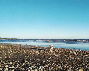 Scenic view of beach against clear sky