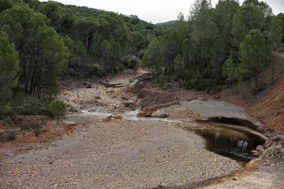 Scenic view of waterfall in forest