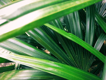 High angle view of green leaf