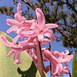 Close-up of pink flowers