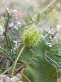 Close-up of plant